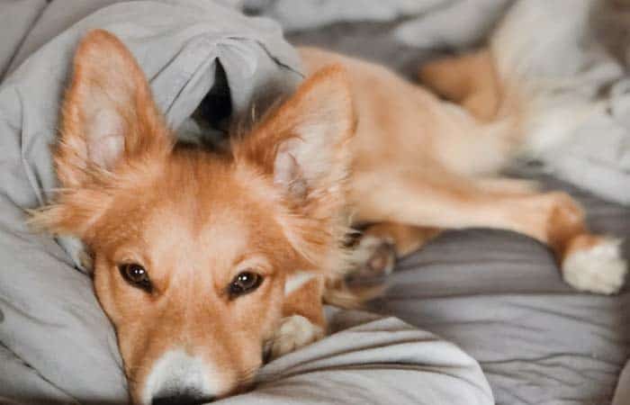 How To Get A Dog To Sleep In A Different Room - Sleep Savvy