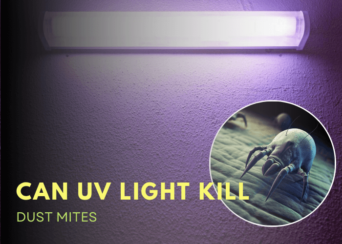 Can UV Light Kill Dust Mites